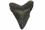 Fossil Megalodon Tooth - South Carolina #210766-1